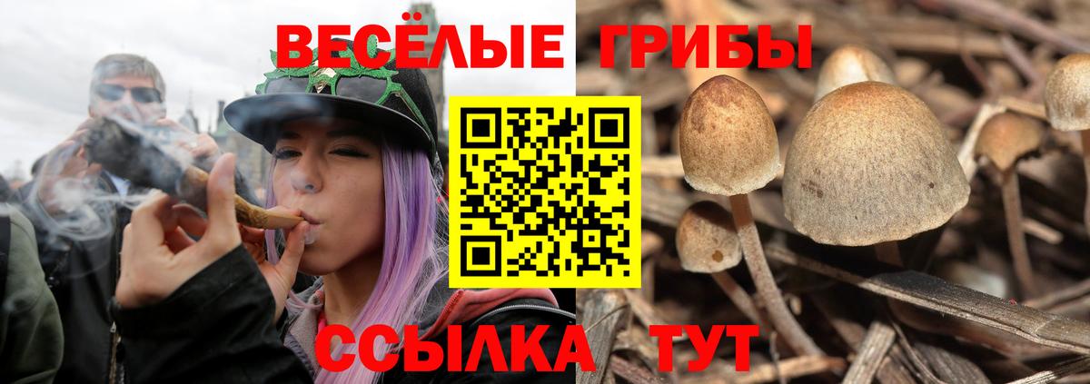 где найти   Псилоцибиновые грибы GOLDEN TEACHER  Кизляр  Вход с VPN  Галлюциногенные грибы Cubensis 